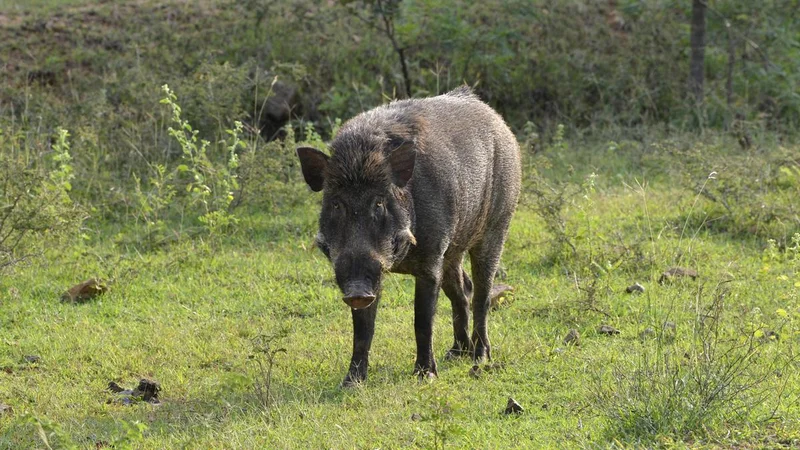 Kerala government expands operational limits of wild boar shooters to mitigate human-wildlife conflict