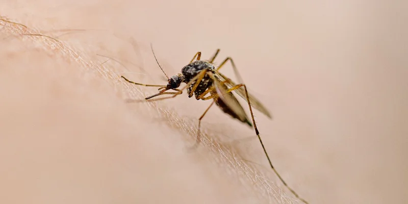 West Nile virus season peaks in late August — here’s what you can use to stay safe