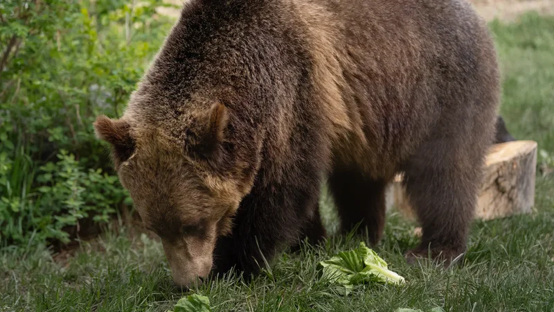 Grizzly bear scaled wire fence to escape enclosure, Calgary Zoo says
