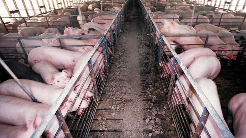 How China got caught in the crossfire of a US bacon fight