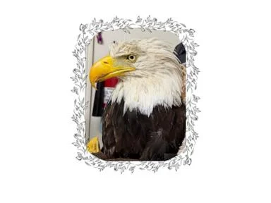 Injured bald eagle presumed to be Jackie has died: Wildlife rescue