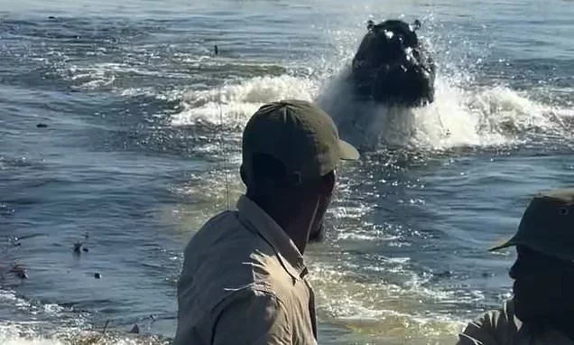 Astonishing moment a hippo chases tourists through the water and keeps up with their speeding boat