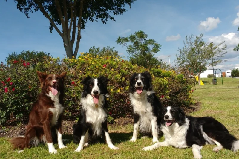 Your dog can spot when you are happy or scared, scientists find