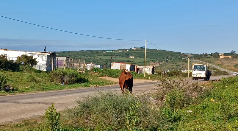 VEXING VECTOR: Dysfunctional pound adds to growing concerns over foot-and-mouth in Nelson Mandela Bay