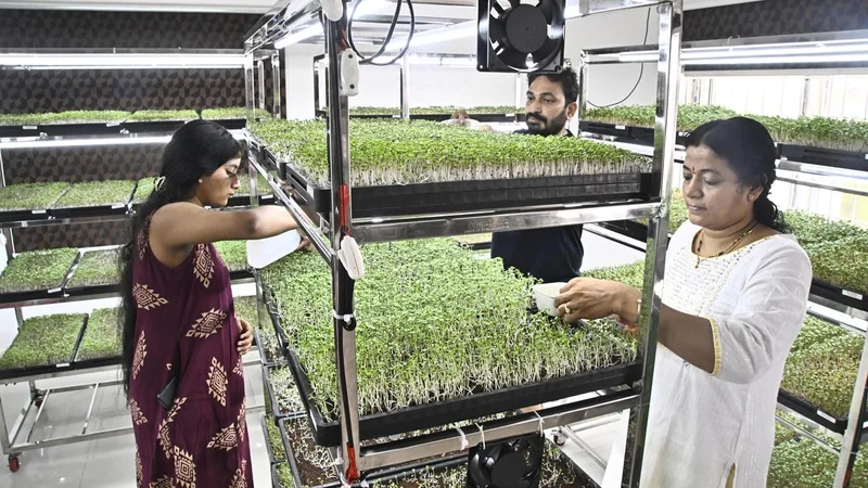 How Hyderabad’s homes and start-ups are exploring microgreens