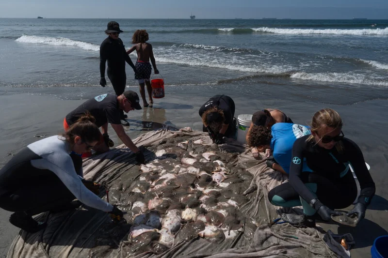 Stingray lashings up as marine heat wave off Southern California draws more to shore