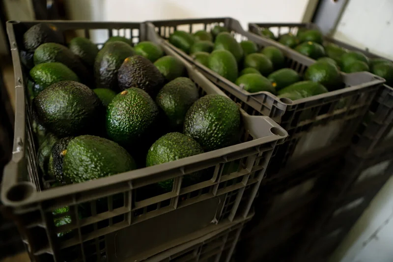 US suspends avocado inspections in Mexican state on Michoacan due to threat