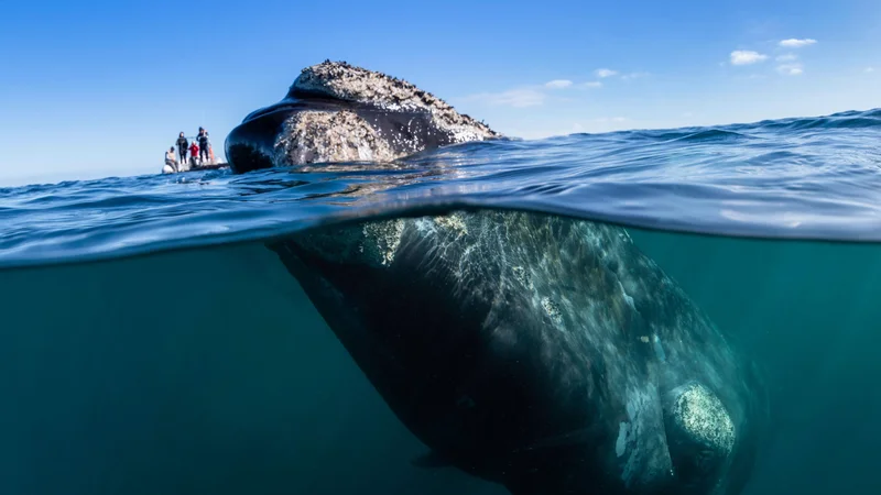 Southern right whales have bumpy ‘fingerprints’ on their heads