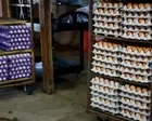 Massive egg recall in US south and south-west due to salmonella outbreak