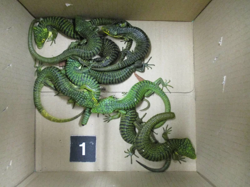 Man arrested over attempt to smuggle lizards into Japan