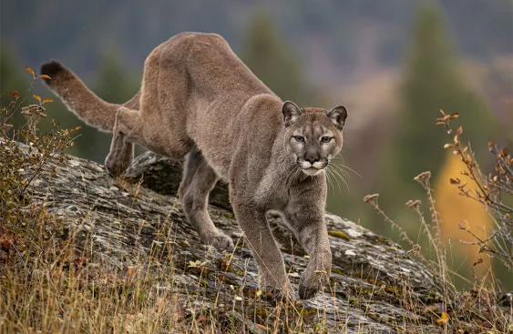Mountain Lions Make Roads Safer