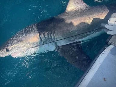WATCH:  Great white sharks could help predict hurricanes?