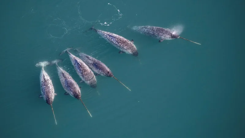Narwhal tusks are twisty, magical mathematical marvels