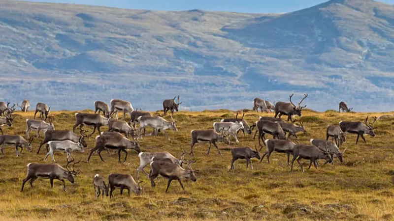 Alaska island's 29 reindeer multiplied, then ate themselves to extinction