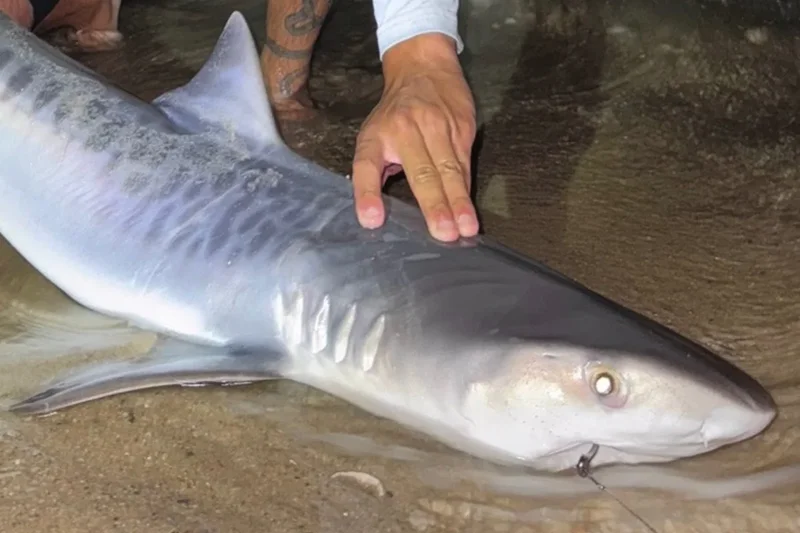 Shock as tropical shark caught off Massachusetts in sign of warming waters