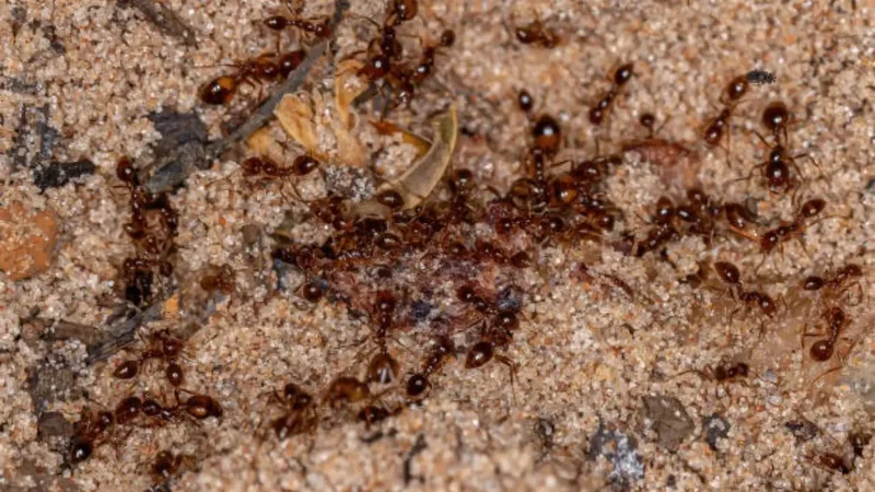 Australian island declared fire-ant free after two decades of eradication
