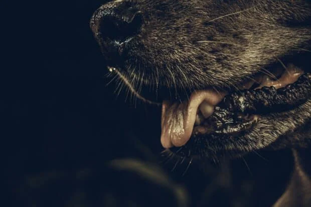 EXPLAINER: What are dog owners required to do under the Anti-Rabies Act?