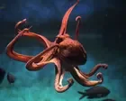 Too smart to eat? Why octopus farms are such a slippery problem