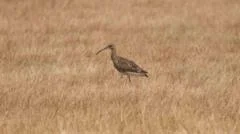 Curlew revival continues at nature reserve