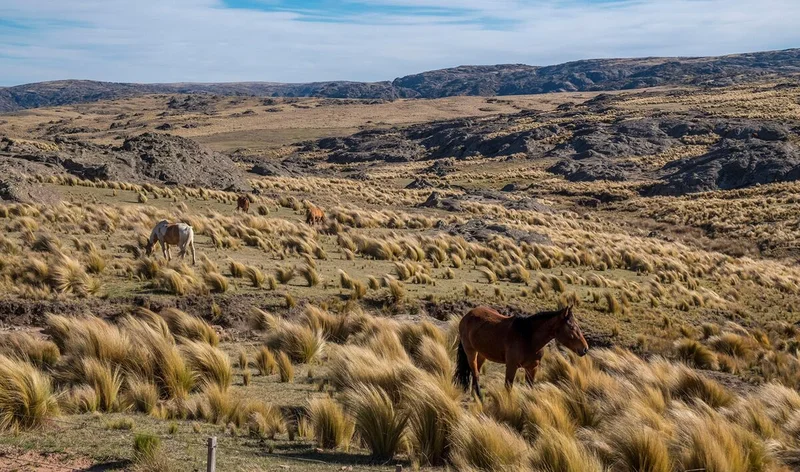 Argentina Foreign Land Ownership Cap Stays at 15%