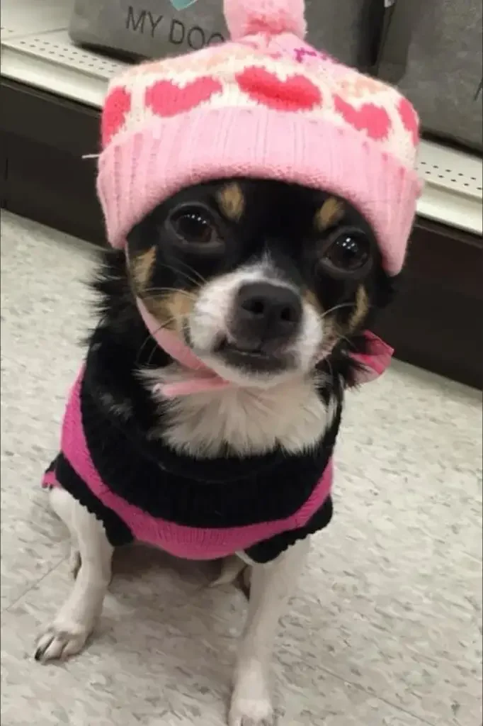 New trial ordered for B.C. man convicted in killing of ex-girlfriend’s chihuahua
