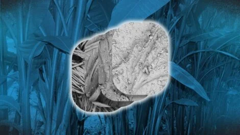 Abaca may offer sustainable protection from radiation, researchers say