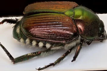 Holidaymakers warned not to bring home “destructive” beetle