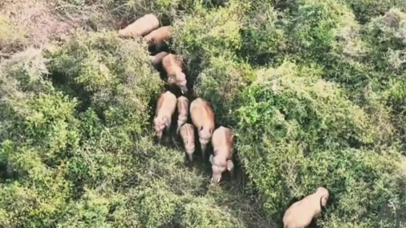 Farmer killed by wild elephants near Andhra Pradesh-Tamil Nadu border