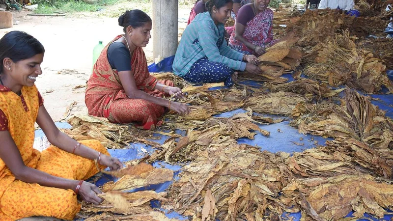Tobacco Board enhances interest-free loans under Growers’ Welfare Scheme