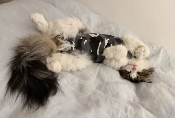 Melon’s Odyssey On The Black Market For Life-Saving Cat Medicine