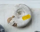 One of UK’s best fossil collections sold overseas in ‘loss to the nation’