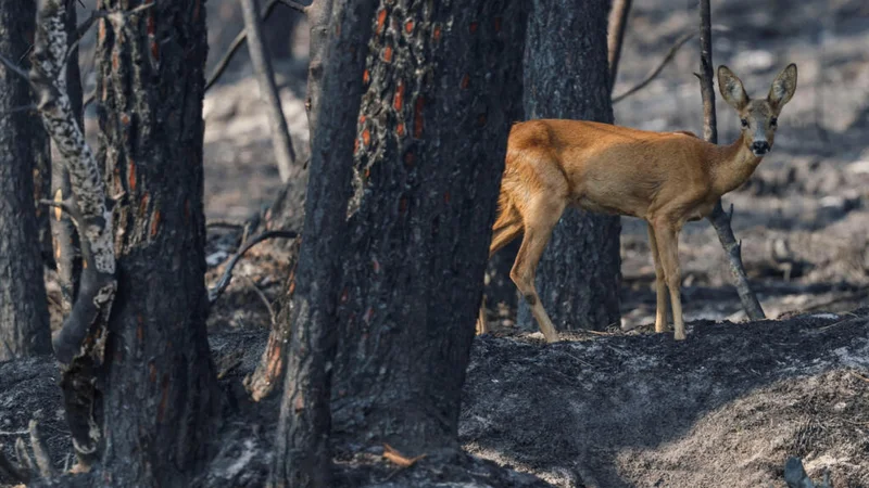 Heatwaves to increase 'fivefold by 2050', warns French weather bureau chief