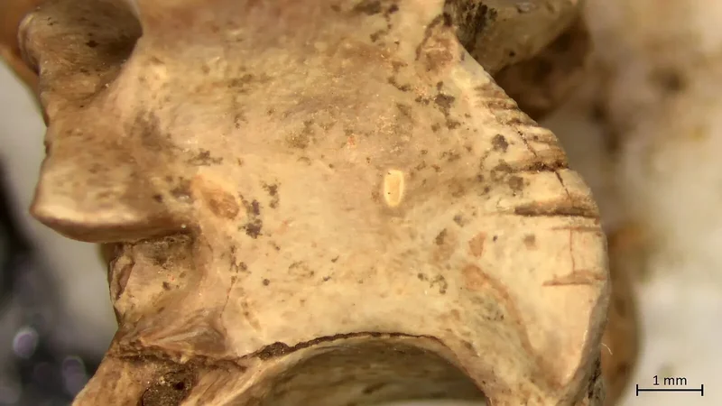 15,000 years ago, desert dwellers dined on snakes and lizards