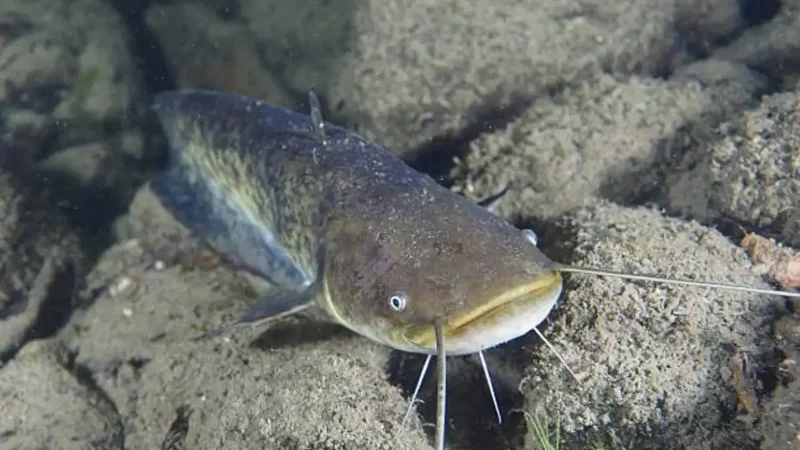 Catfish released in 1974 become Spain’s ecological time bomb