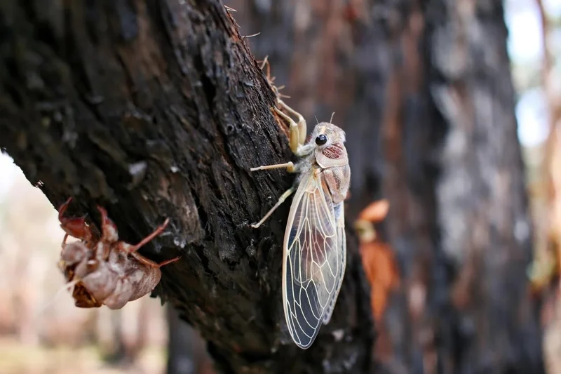 Seoul bans cicada harvesting over Chinese delicacy demand
