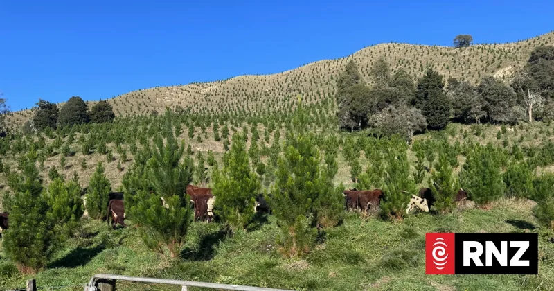 East Coast farmers push back against pines in return to livestock farming