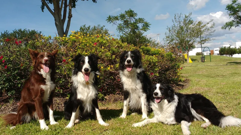 Dogs can tell if you’re angry, scared, or sad