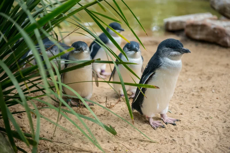 Australia’s little penguin colony could lose up to 40% of population to bird flu