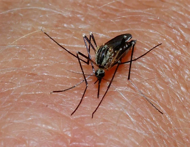 Malaria infection causes permanent damage to the spleen immune cells