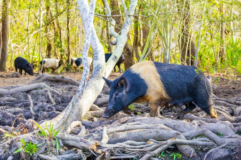 Controlling wild pigs can work if it’s a group effort