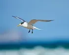 First Australian mass mortality event suspected as deadly bird flu virus rapidly escalates among native birds