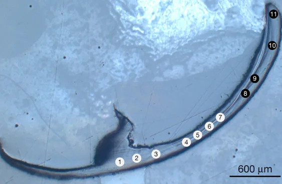 These Ancient Sea Worms Have “Biometal” Jaws