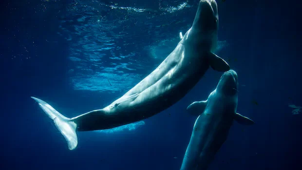 Everyone loved Marineland — then the tide turned. A look inside the park's final days