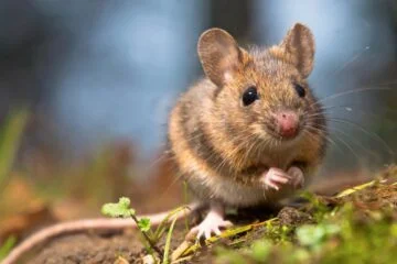 Mouse invasion plagues Friesland farmers