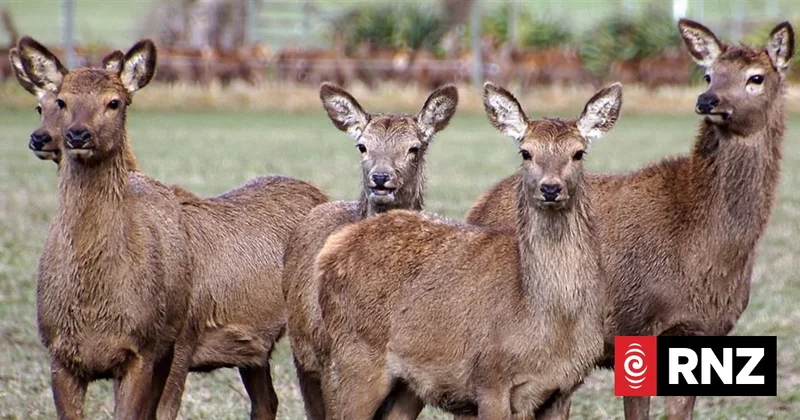Wild deer costing Hawke's Bay farmers tens of thousands of dollars - study