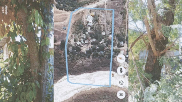 Arcenas request to cut 32 trees in Barangay Tisa deferred