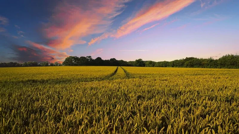 Farmer ends up killing 25 acres of his crops after trusting AI on herbicide advice