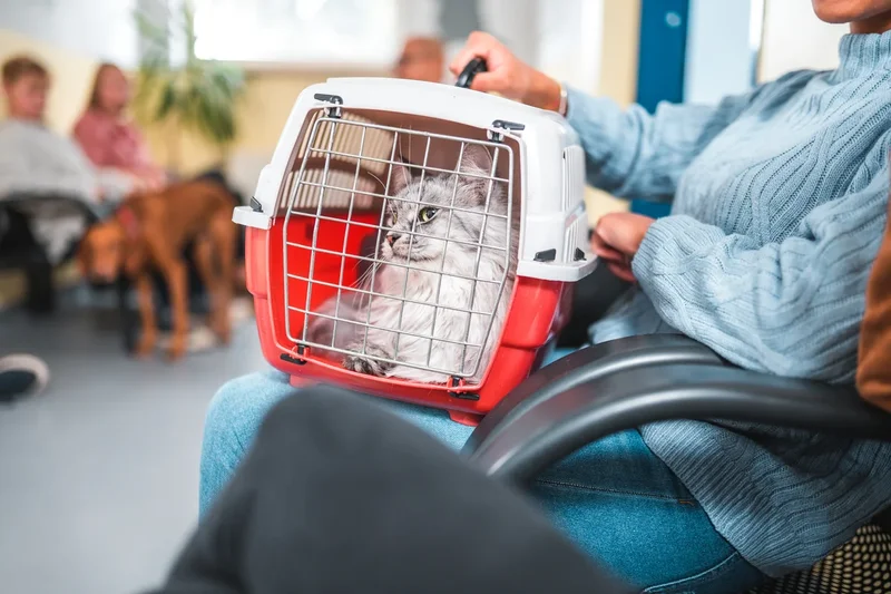 Eight subtle signs your cat may have dementia – and what to do if you spot one
