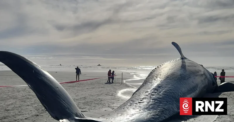Blue whale washes ashore on West Coast