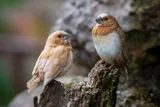 Birdsong and Whale Songs Share a Surprising Similarity With Human Language